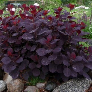 Large Cotinus Royal Purple - Smoke Bush