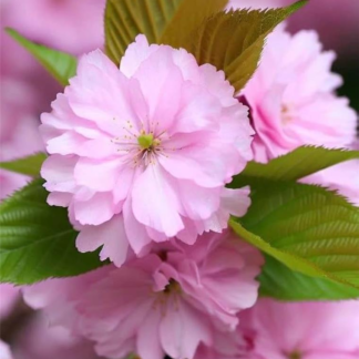 Prunus Serrula Tibetica  - Cherry Blossom Tree - Circa 5-6ft