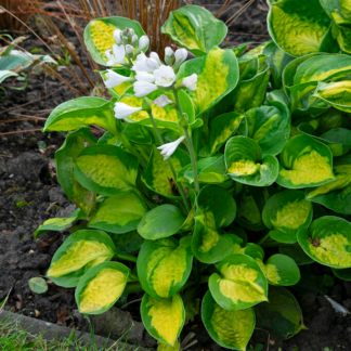 Hosta 'Sunset Grooves'
