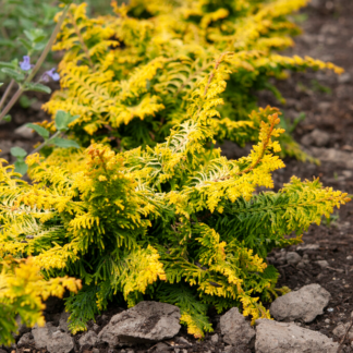 Chamaecyparis Obtusa 'Fernspray Gold' - Hinoki Cypress