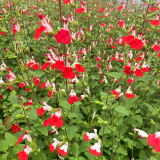 Salvia × Jamensis 'Hot Lips' - in Bud & Bloom