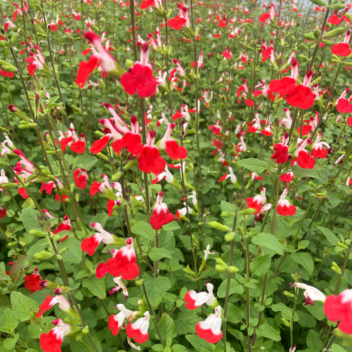 Salvia × Jamensis 'Hot Lips' - in Bud & Bloom