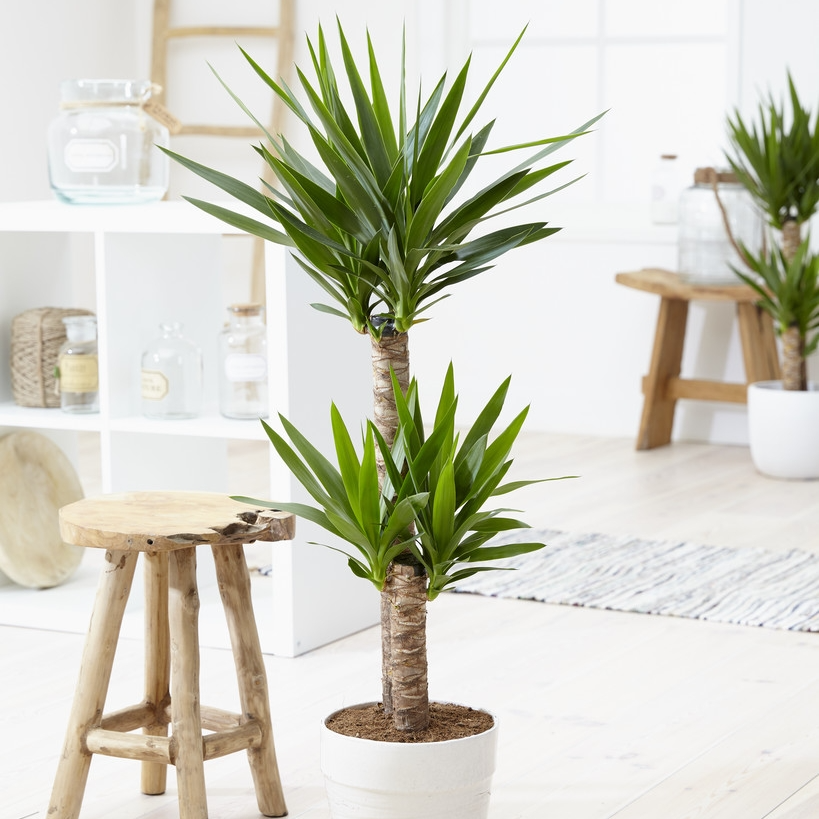 Yucca Elephantipes - Indoor Yucca Tree - Approx. 100-120cm