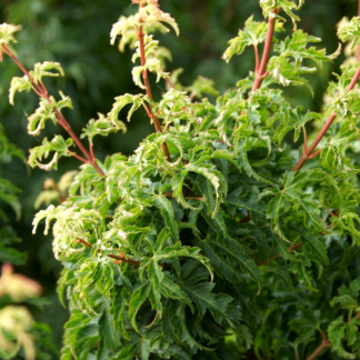 Large Acer Palmatum Shishigashira - Lion's Head Japanese Maple