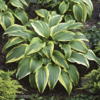 Hosta  'Aureomarginata'