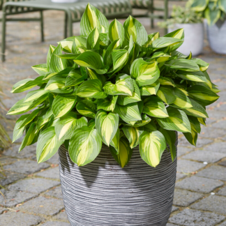 Hosta 'Little Tuft'