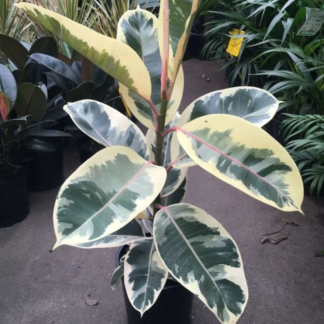 Ficus Elastica Tineke - Variegated Rubber Plant - 40-45cm Tall