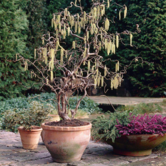 Corylus Avellana 'Contorta' - Corkscrew Hazel - Circa 140-160cm