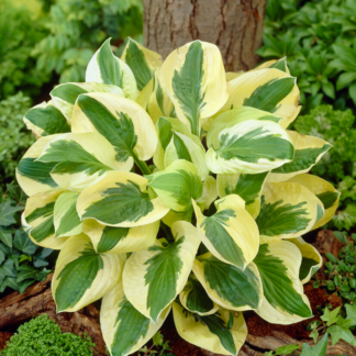 Hosta 'Elegans'