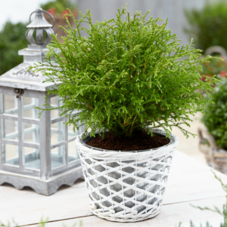 Thuja Occidentalis Bowling Ball