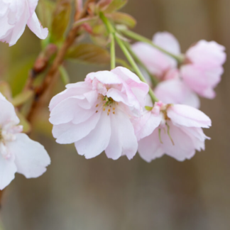 Prunus Pink Champagne  - Cherry Blossom Tree - 160cm