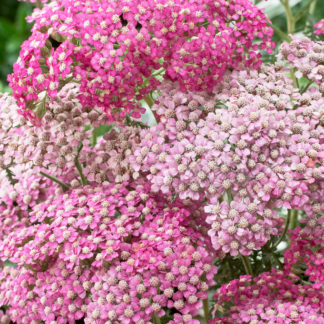 Achillea Apple Blossom