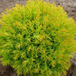 Thuja Occidentalis Anniek