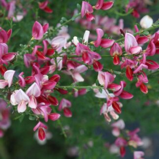 Cytisus Hollandia - Broom