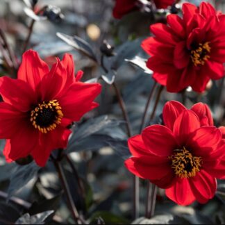 Dahlia 'Black Forest Ruby'