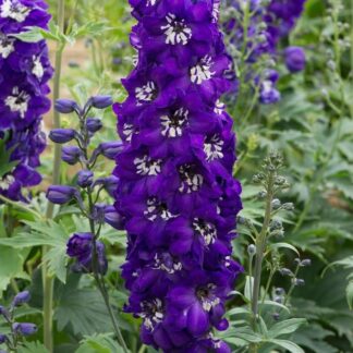 Delphinium Magic Fountain Dark Blue White Bee