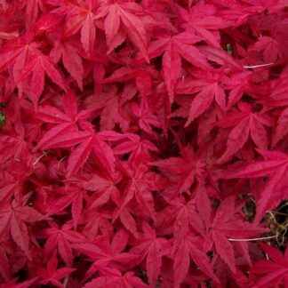Acer Palmatum 'Deshojo' - Large Japanese Maple 150-180cm