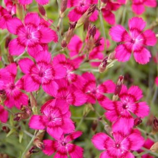 Dianthus Deltoides 'Brilliant'