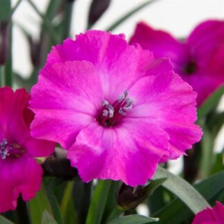Dianthus Scully in Bud And Bloom