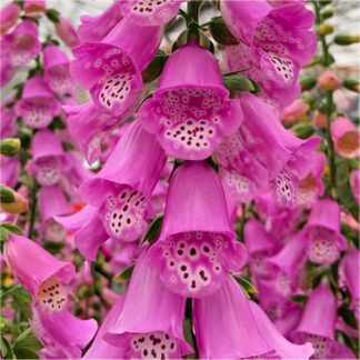 Digitalis Pink Panther - Foxgloves