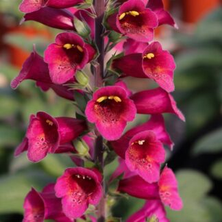 Digitalis Foxglove - Plum Gold