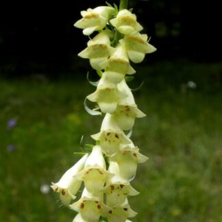 Digitalis Lutea - Straw Foxglove