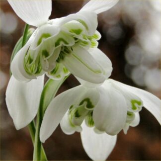 Rare Double Flowered Snowdrops - Galanthus Nivalis Flore Pleno (Var Hippolyta) - in Bud And Bloonm