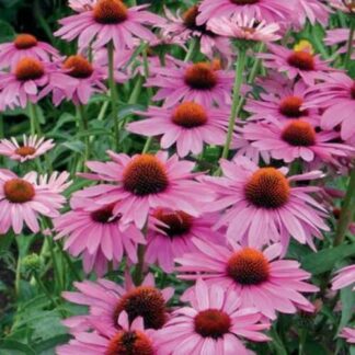 Echinacea Lakota Rose