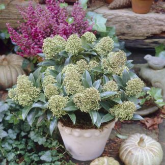 Skimmia Japonica Marlot