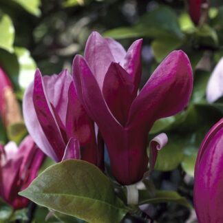 Magnolia Liliiflora Nigra