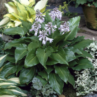 Hosta 'Invincible'