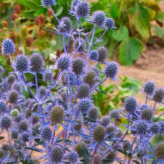 Eryngium Planum - Eryingium - Blue Sea Holly
