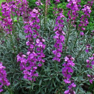 Erysimum Bowles Mauve - Perennial Wallflower - Pack of Three - in Bud & Bloom
