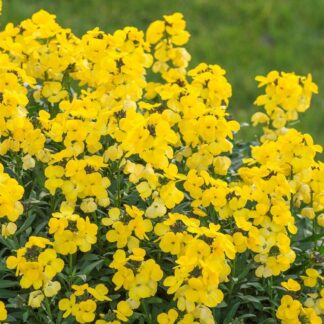 Erysimum 'Yellow Glow' - Perennial Wallflower - in Bud & Bloom