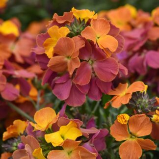 Erysimum 'Orange Glow' - Perennial Wallflower - in Bud & Bloom