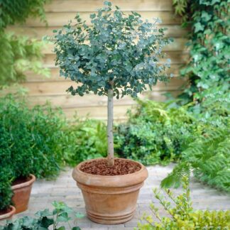 Eucalyptus Gunnii Blue Ice - Large Standard Anti-Mosquito Gum Tree - Circa 140cm