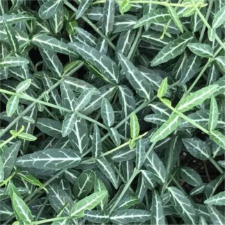 Euonymus Fortunei Wolong Ghost - Evergreen Euonymus