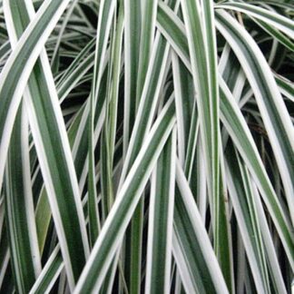 Carex Oshimensis Evercolour® ‘everest’ - Evergreen Japanese Sedge
