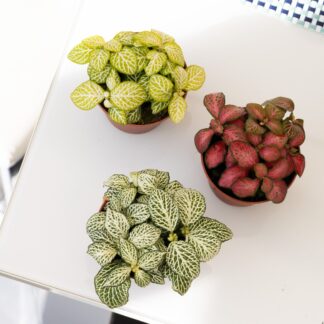 Fittonia Mix - Pack of Three Nerve Plants