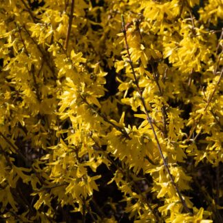 Forsythia Intermedia Spectabilis Lynwood Gold