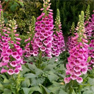 Digitalis Purpurea - Foxgloves