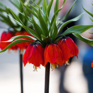 Fritillaria Imperialis Rubra - Red Crown Imperial Fritillary - in Bud & Bloom