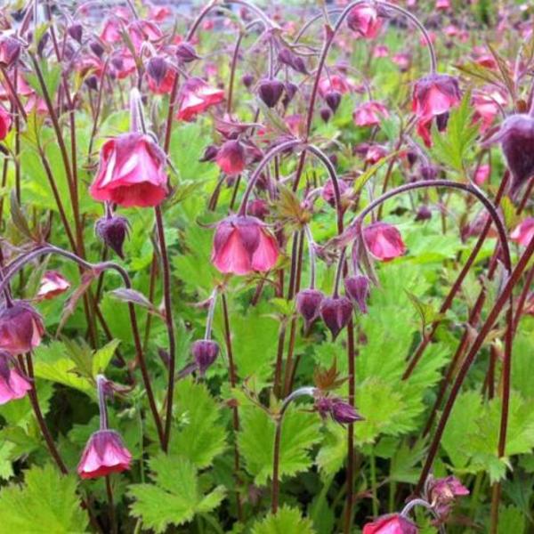 Geum Rivale - Water Avens