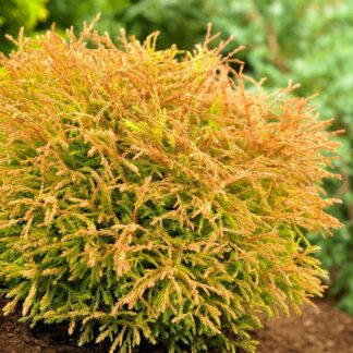 Thuja Occidentalis Golden Tuffet