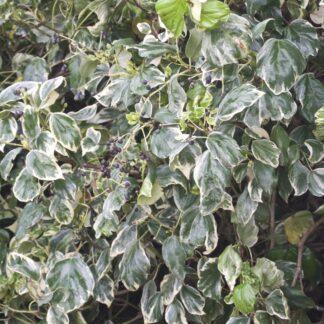 Hedera Canariensis Gloire De Marengo - Large Leaf Variegated Ivy