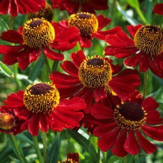 Helenium 'Helena Red'