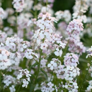 Hesperis Matronalis Albiflora - White Sweet Rocket