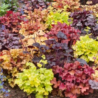 Handsome Heuchera Collection - Pack of Four Evergreen Plants