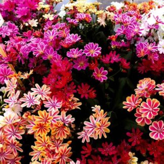 Lewisia Mountain Dream - Gorgeous Lewisia Plants in Assorted Colours