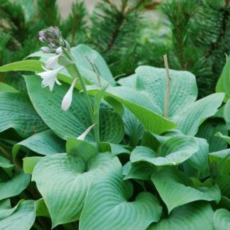 Hosta 'Marmalade On Toast'